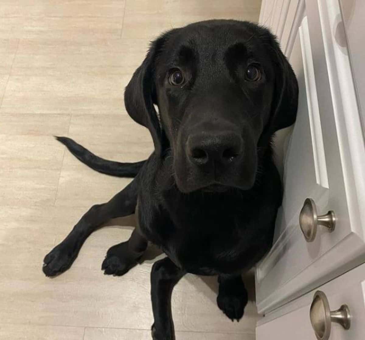 black puppy labrador 