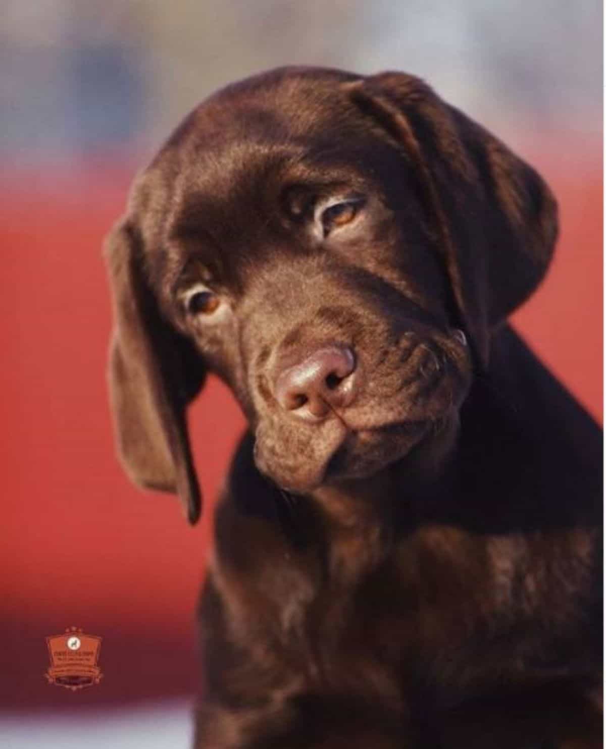 chocolate pup labrador