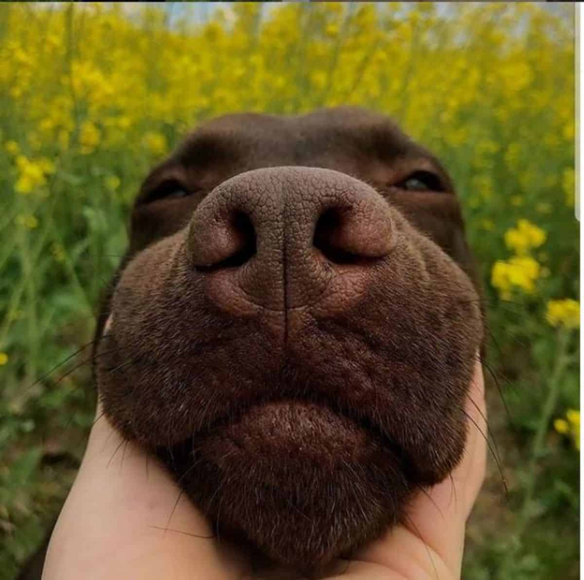 cute labrador 