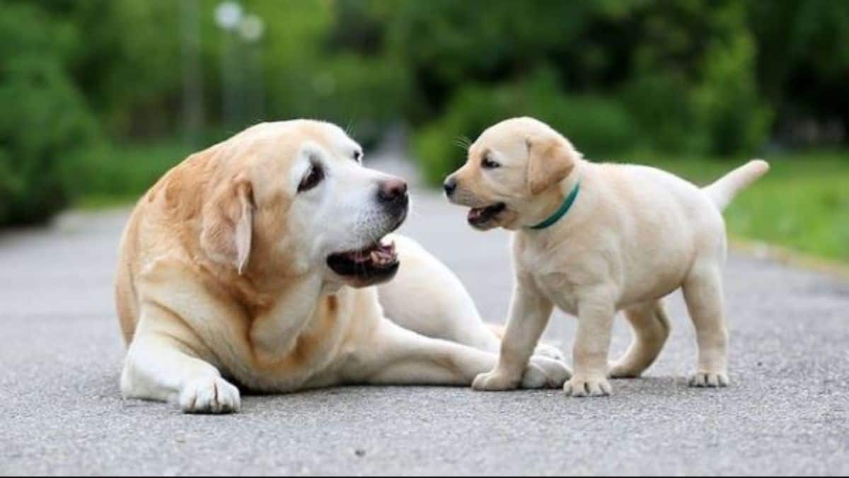 mom and baby labradors 