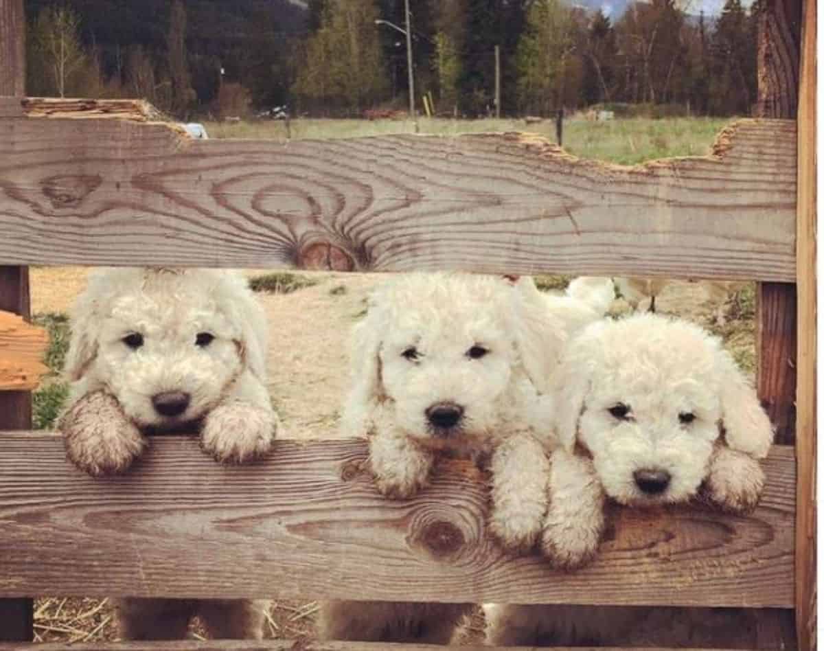 3 little puppy in a fence