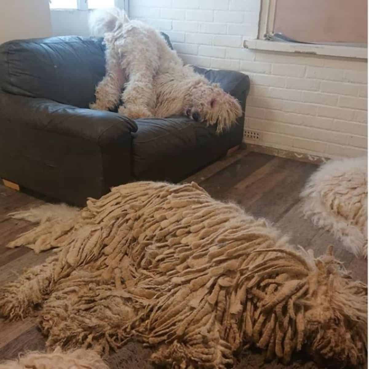 3 komondors laying in living room