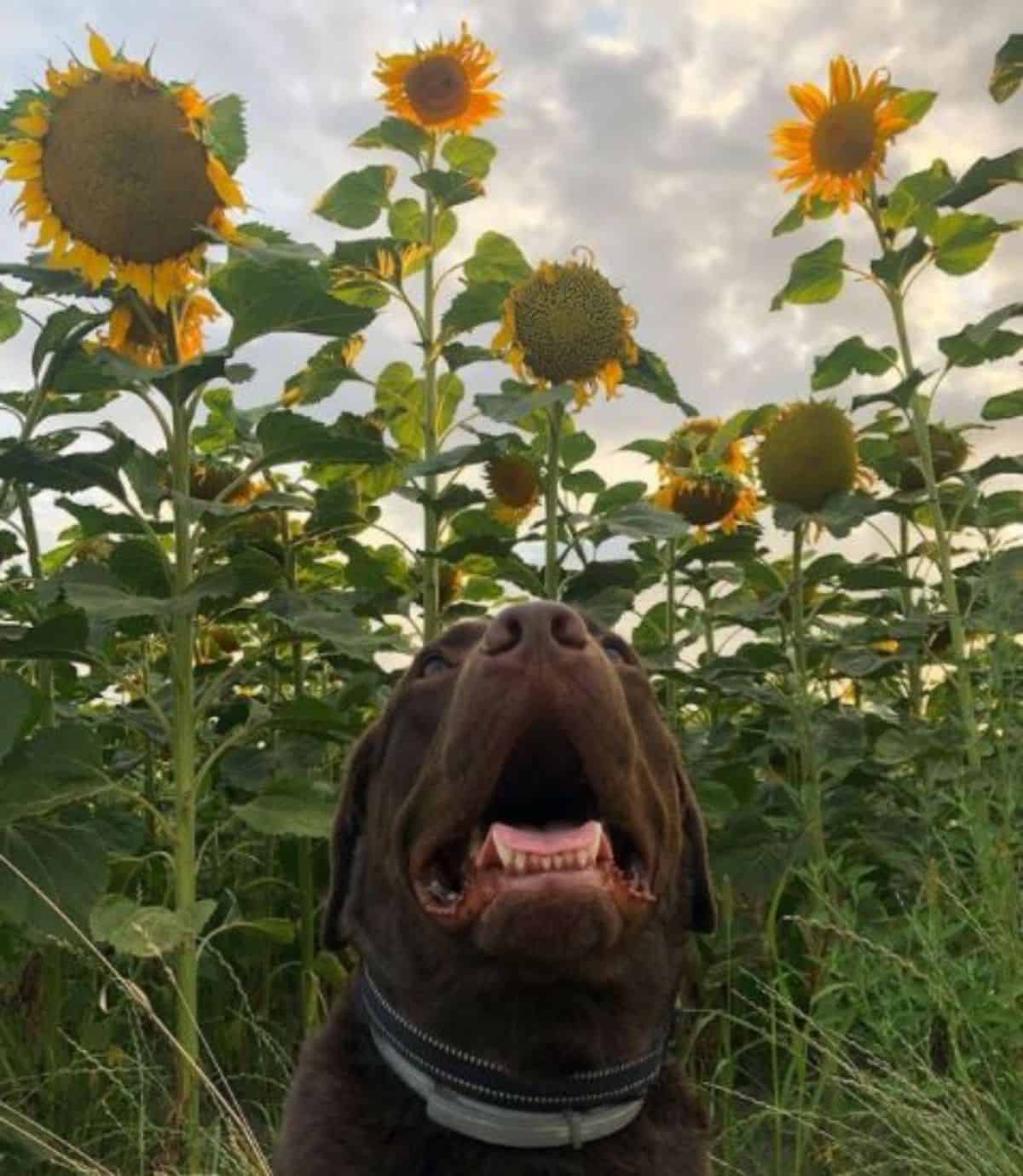 sunflower and labrador 