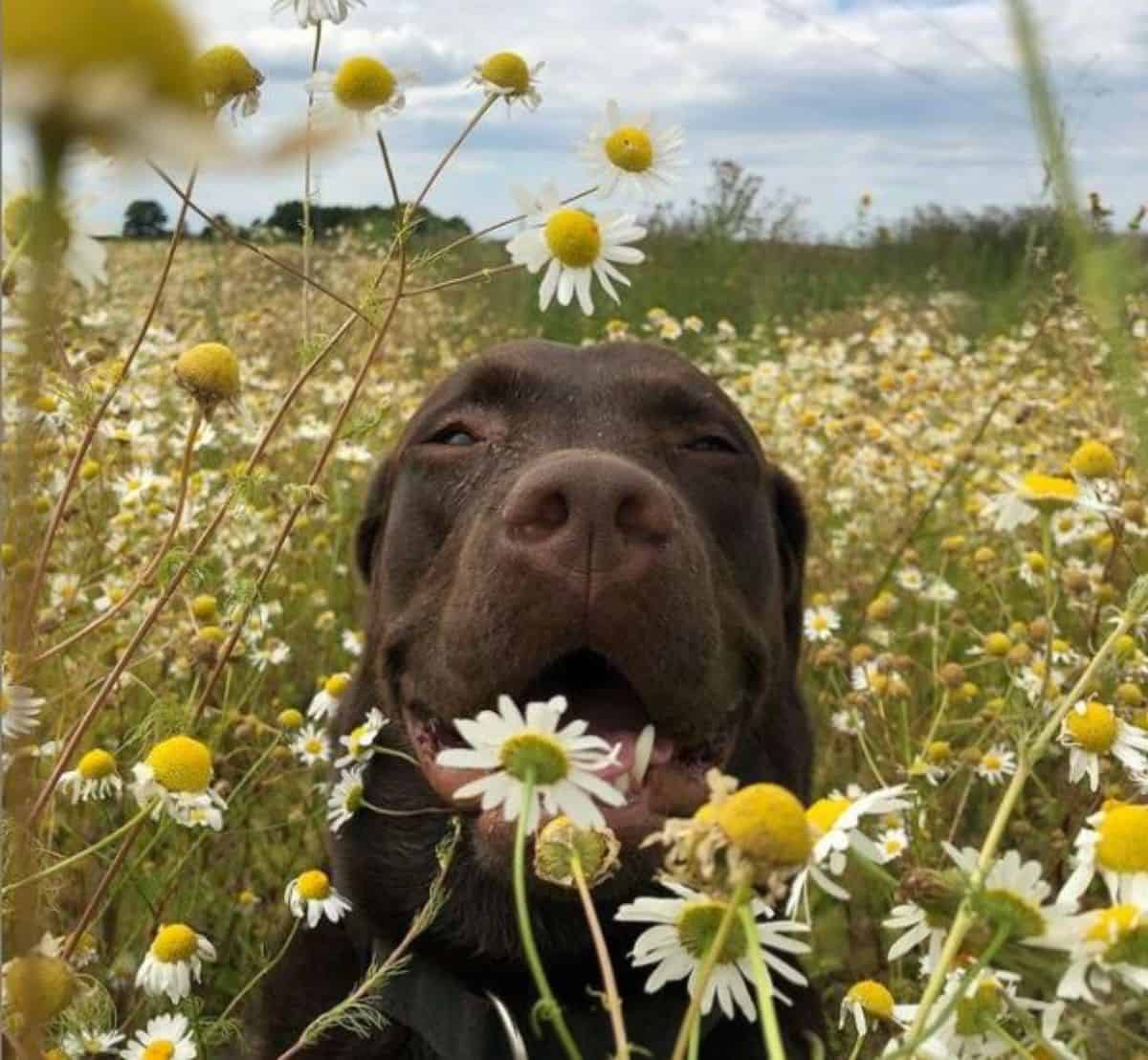 daisy and labrador 