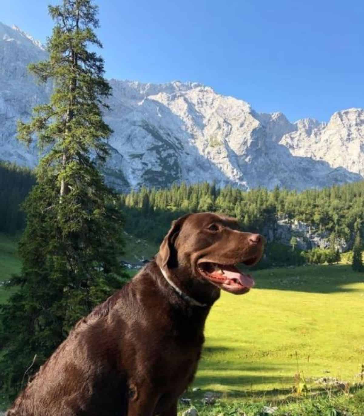 chocolate labrador out for a walk 