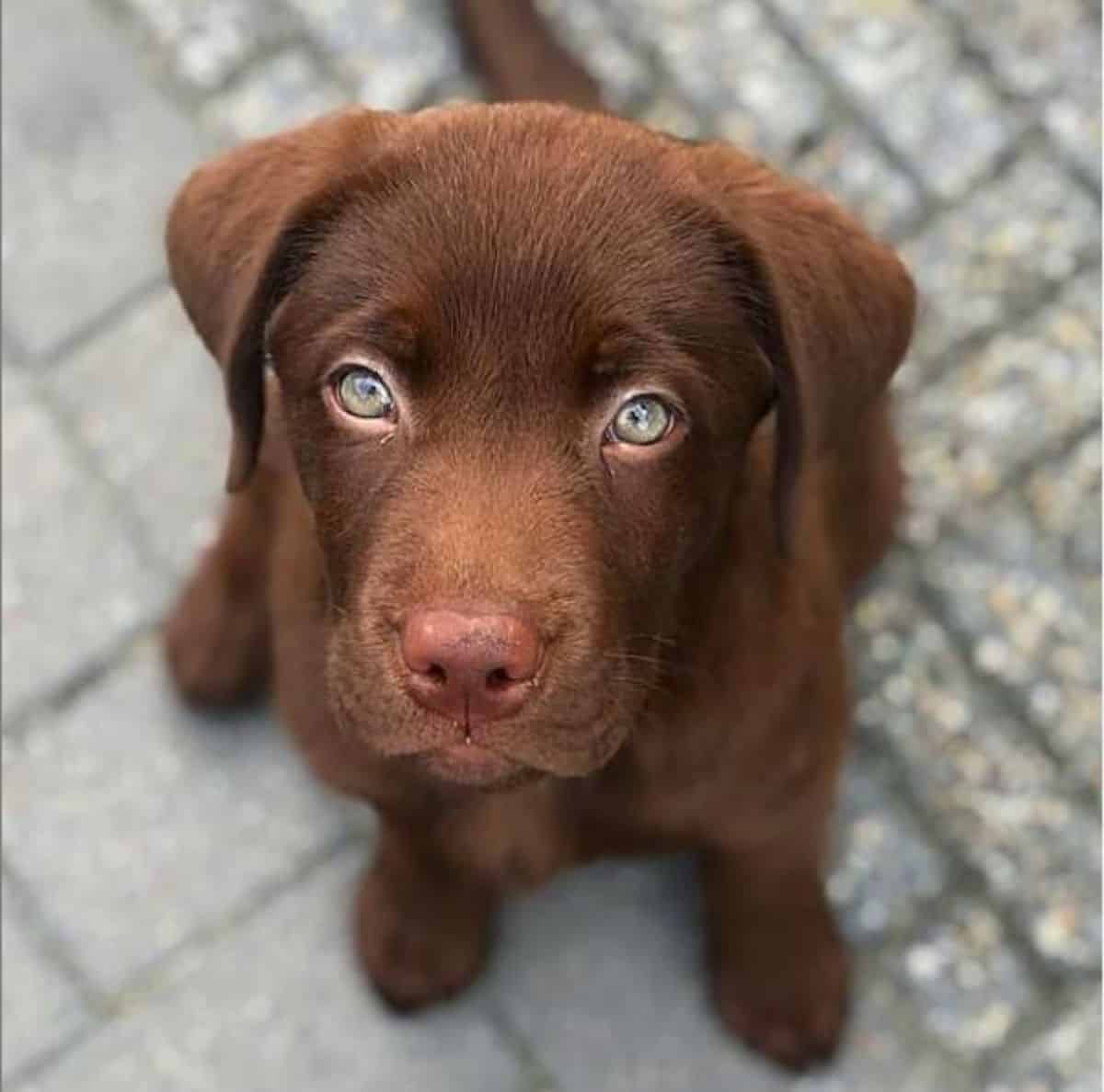 puppy eyes labrador 