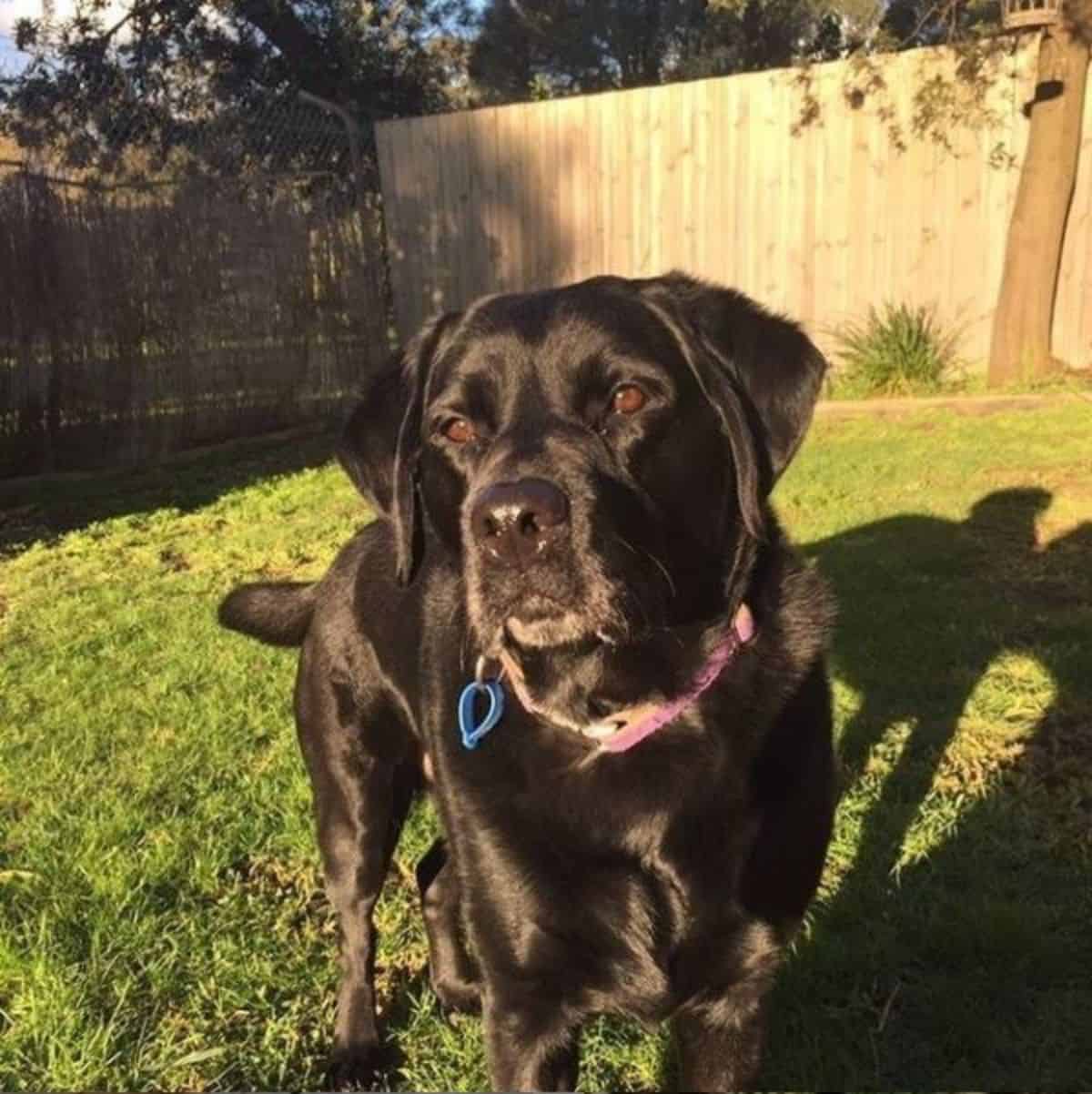 chocolate labrador 