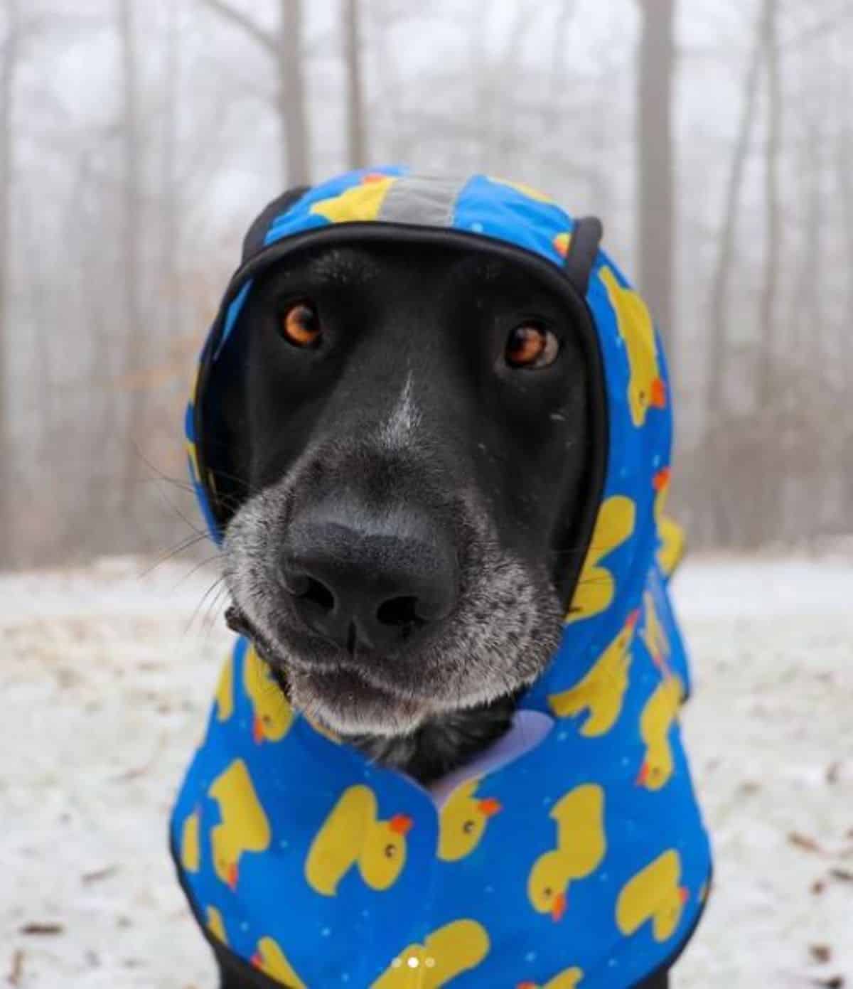 black labrador in cute sweater 