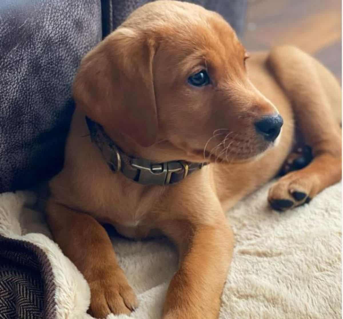 gold puppy labrador 