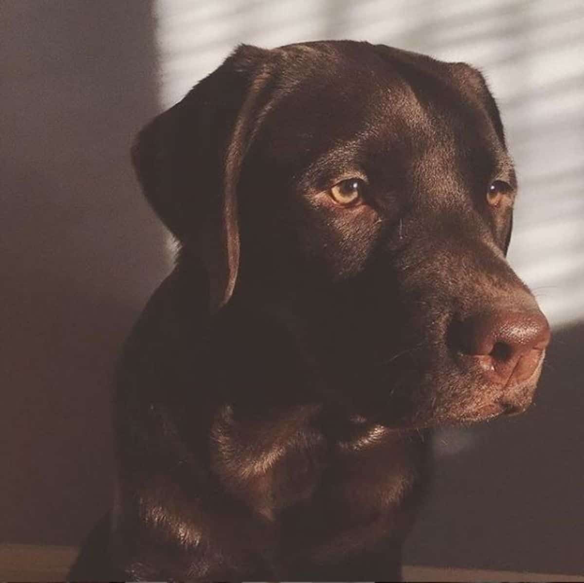 chocolate labrador 