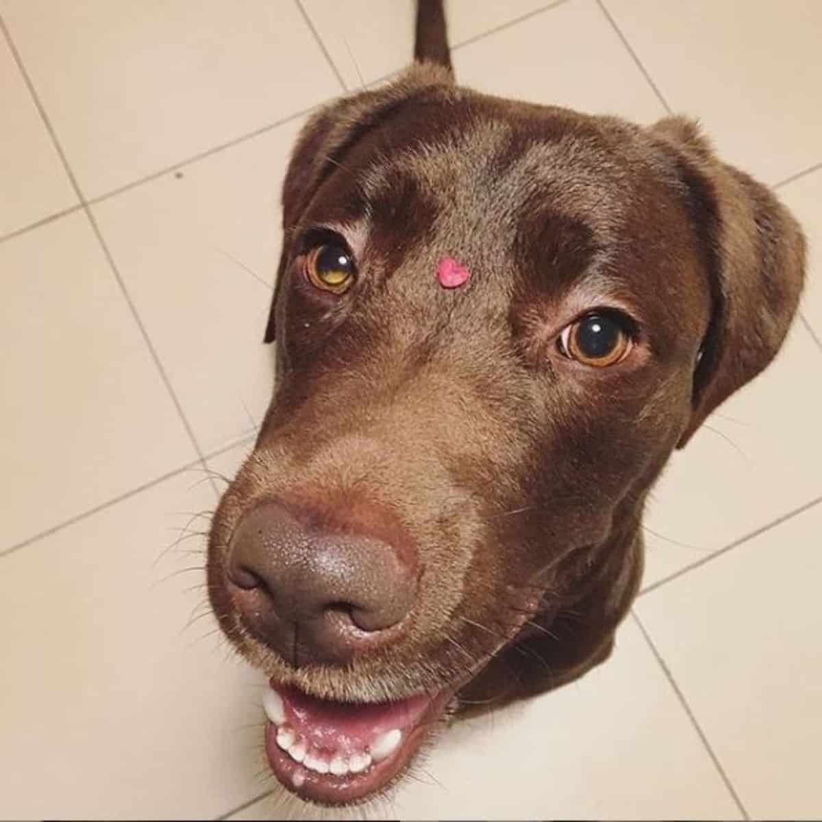 brown labrador 