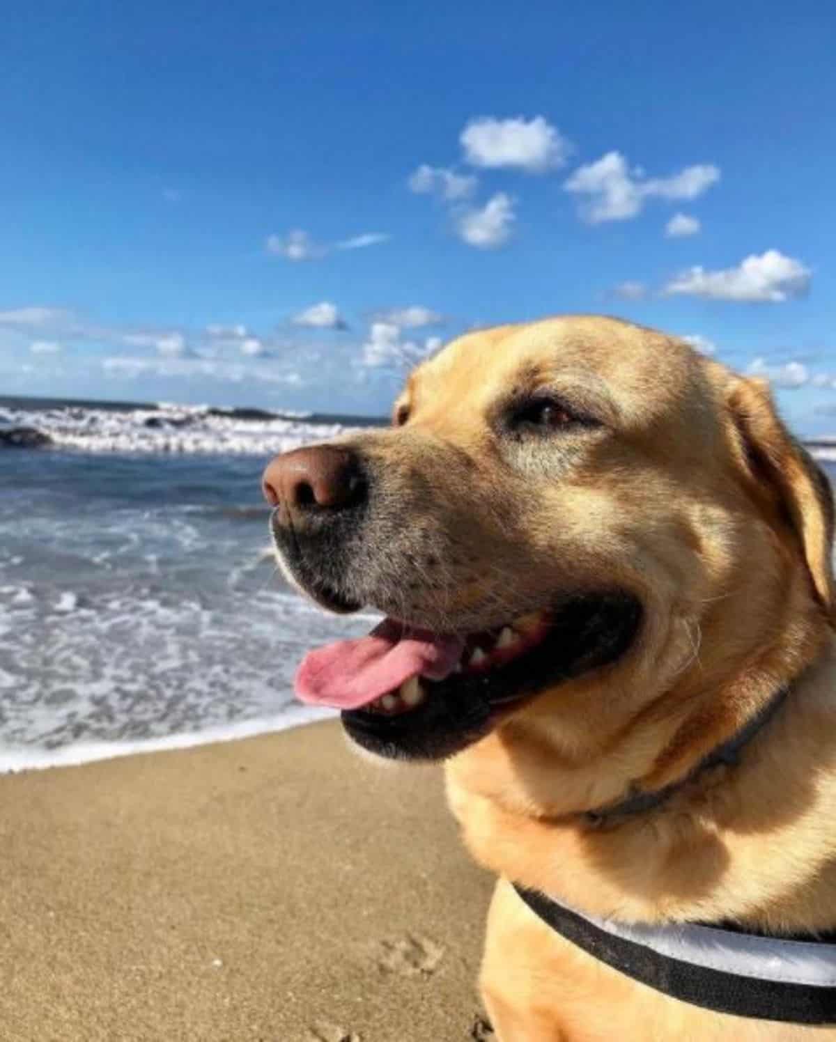 labrador at the beach 