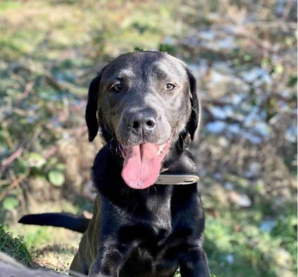 black labrador 