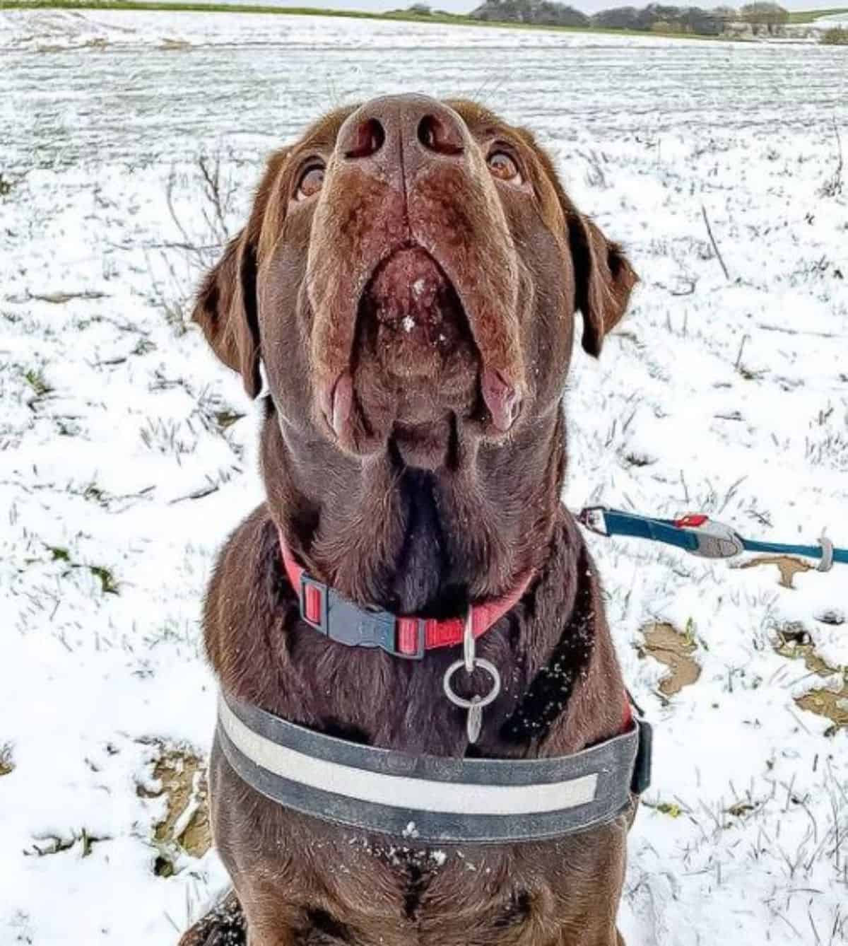 brown labrador 