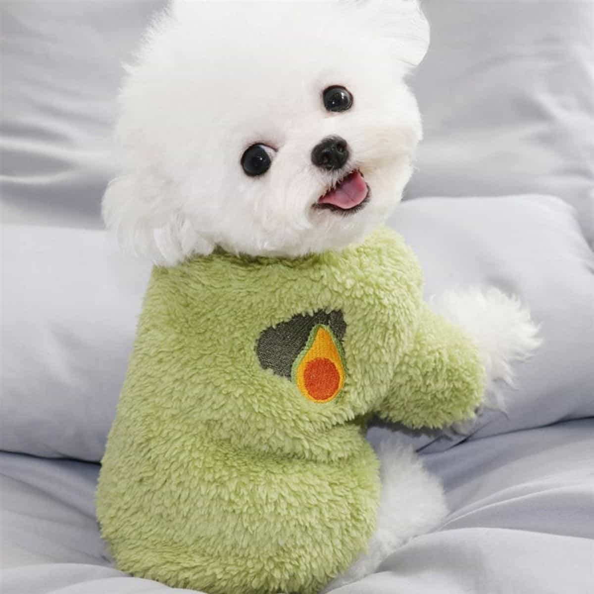 winter cloth for dogs