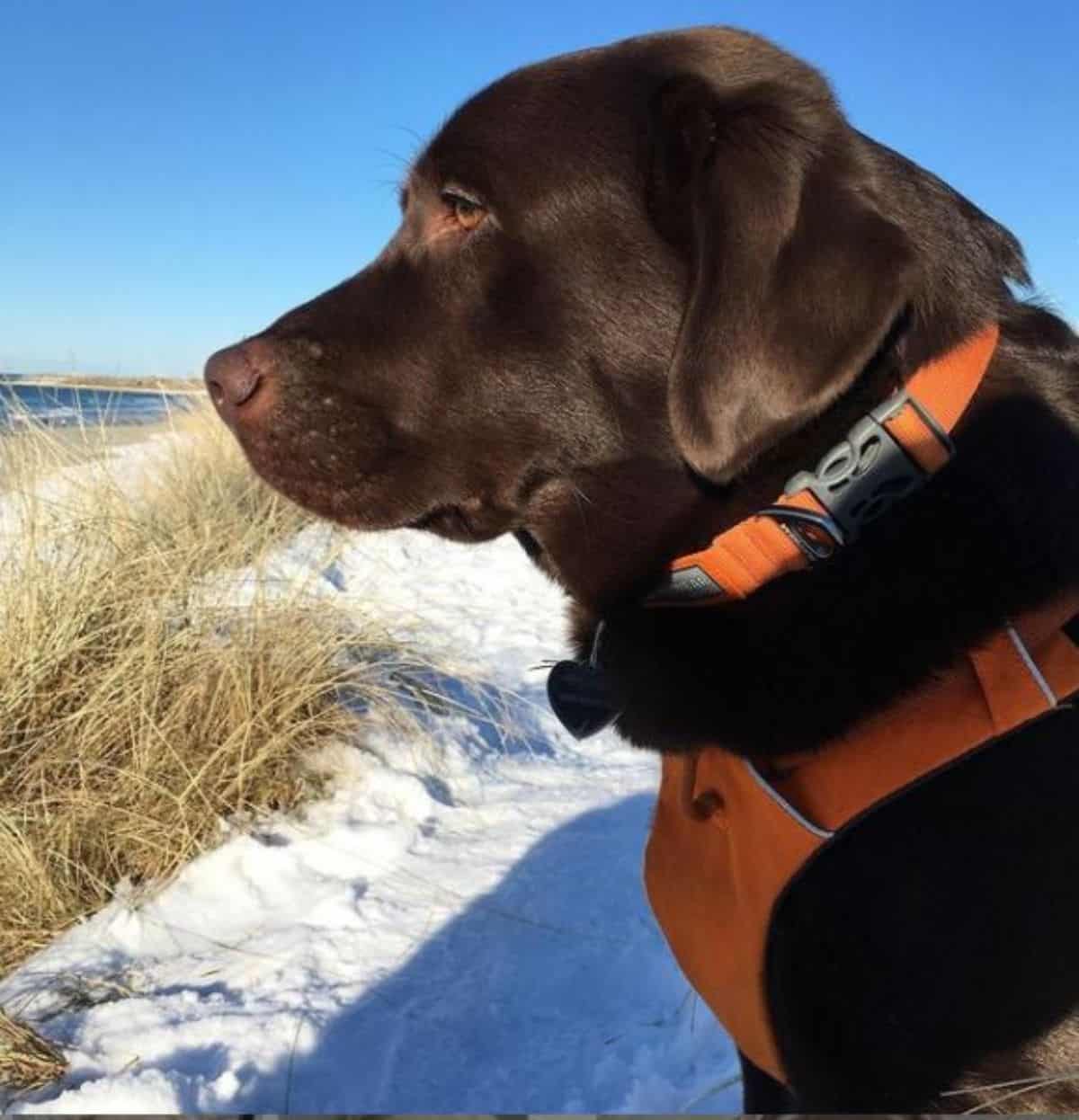 brown labrador 