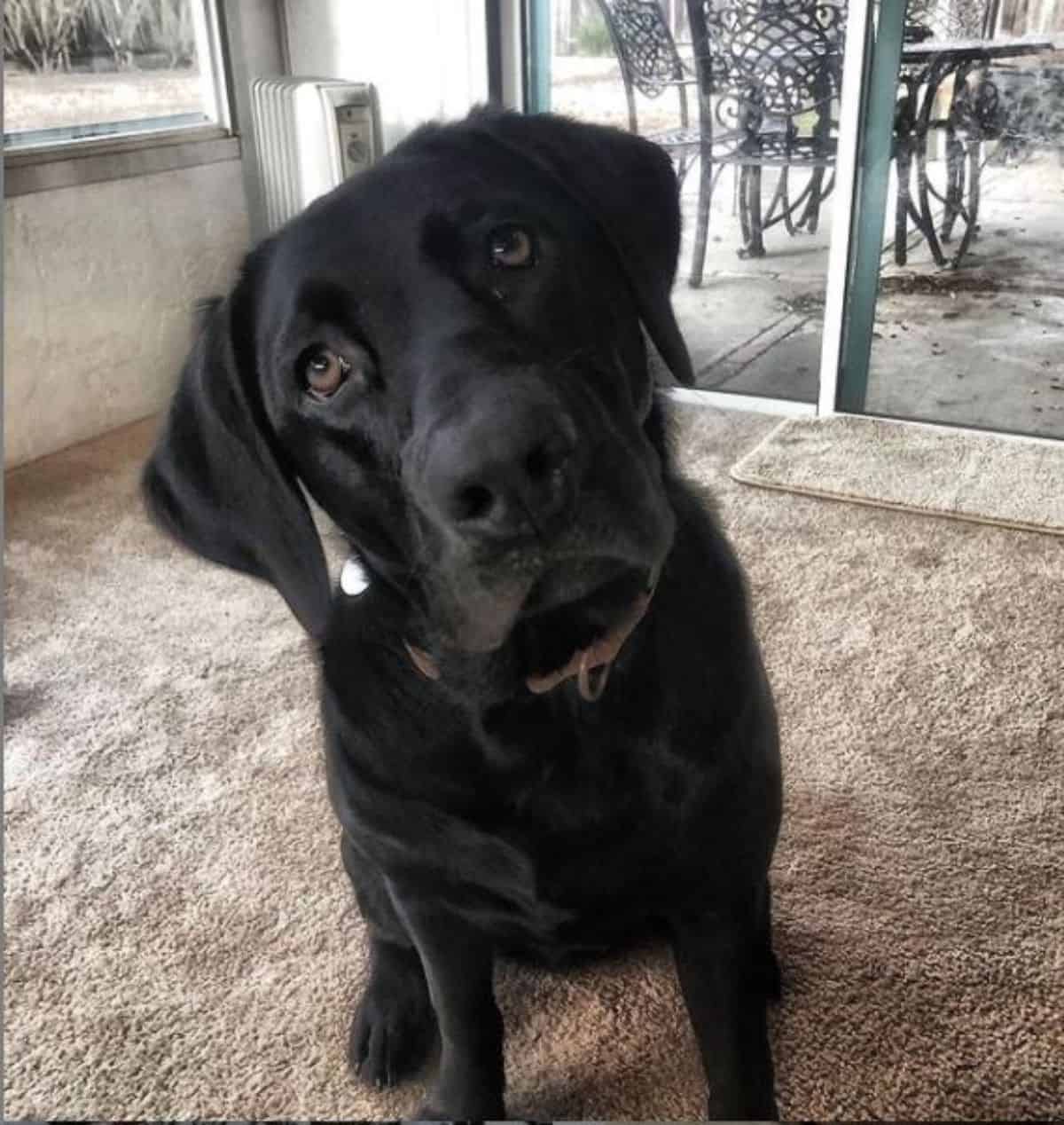 puppy eyes labrador 