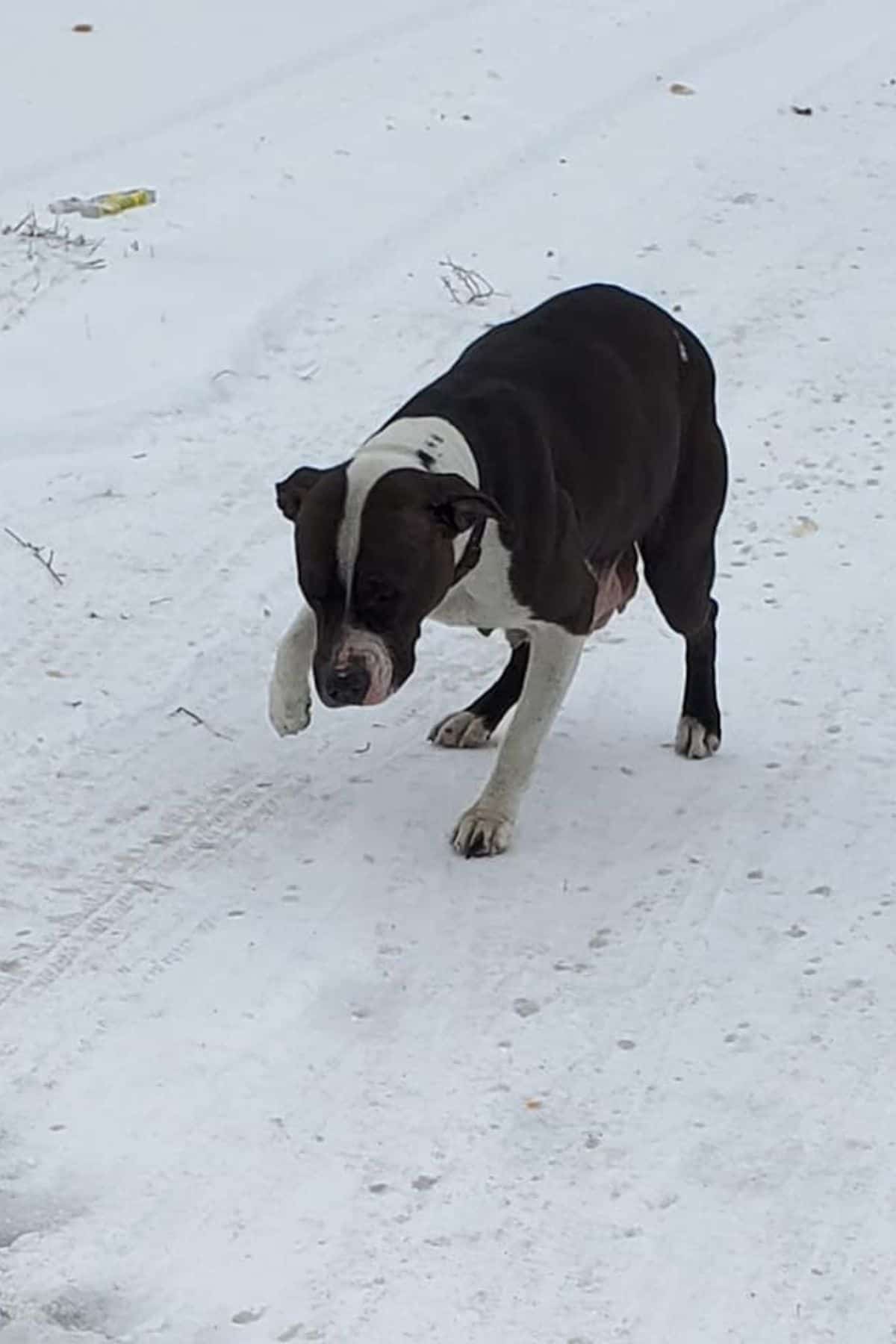 Momma dog in snow