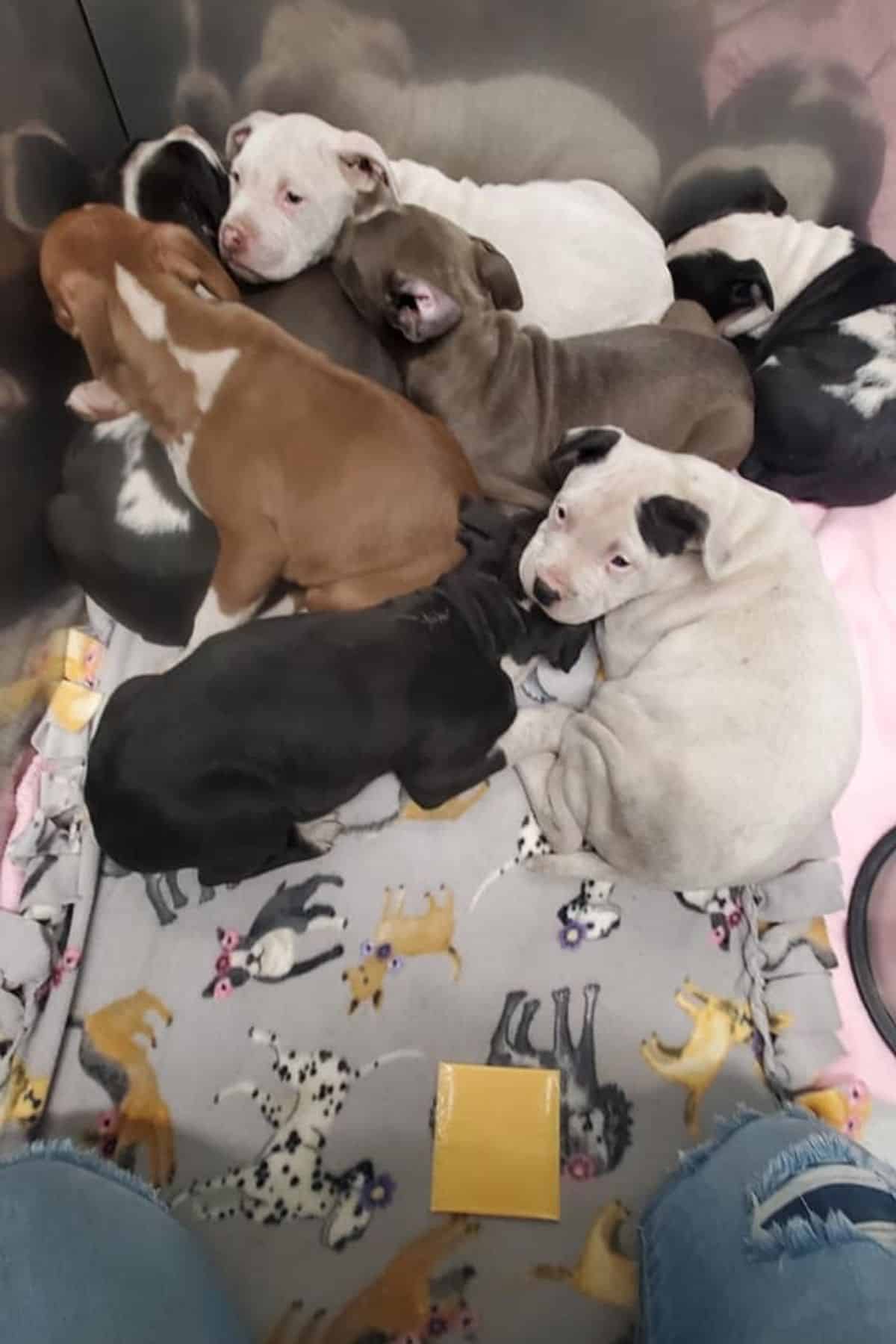 Puppy pile in rescue