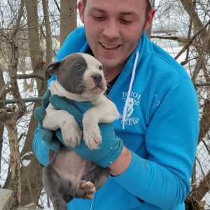 Man holding pit bull puppy