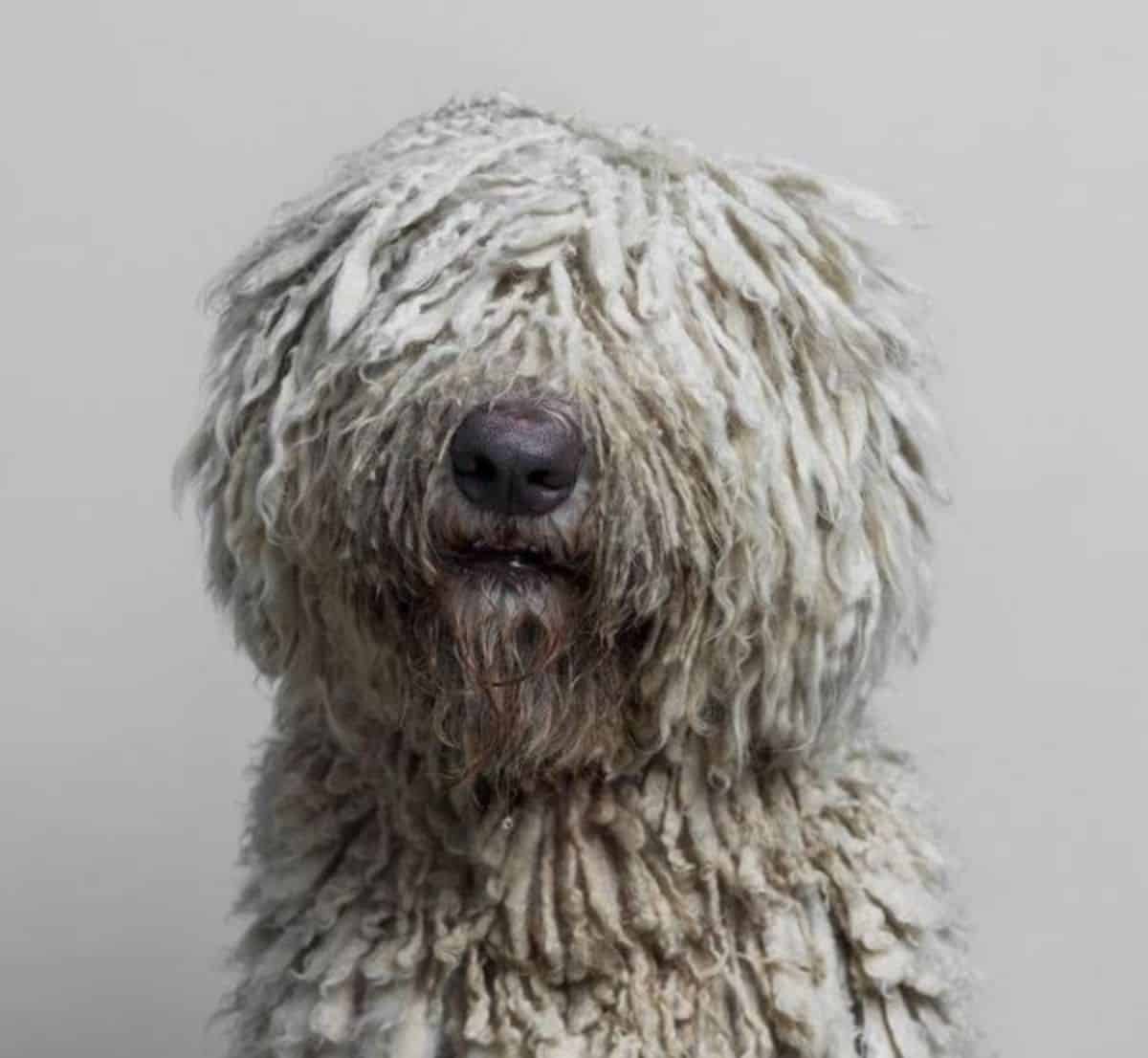headshot of a komondor to love
