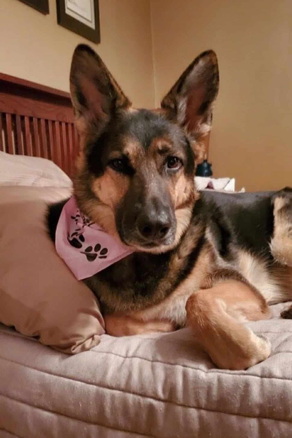 German Shepherd on bed