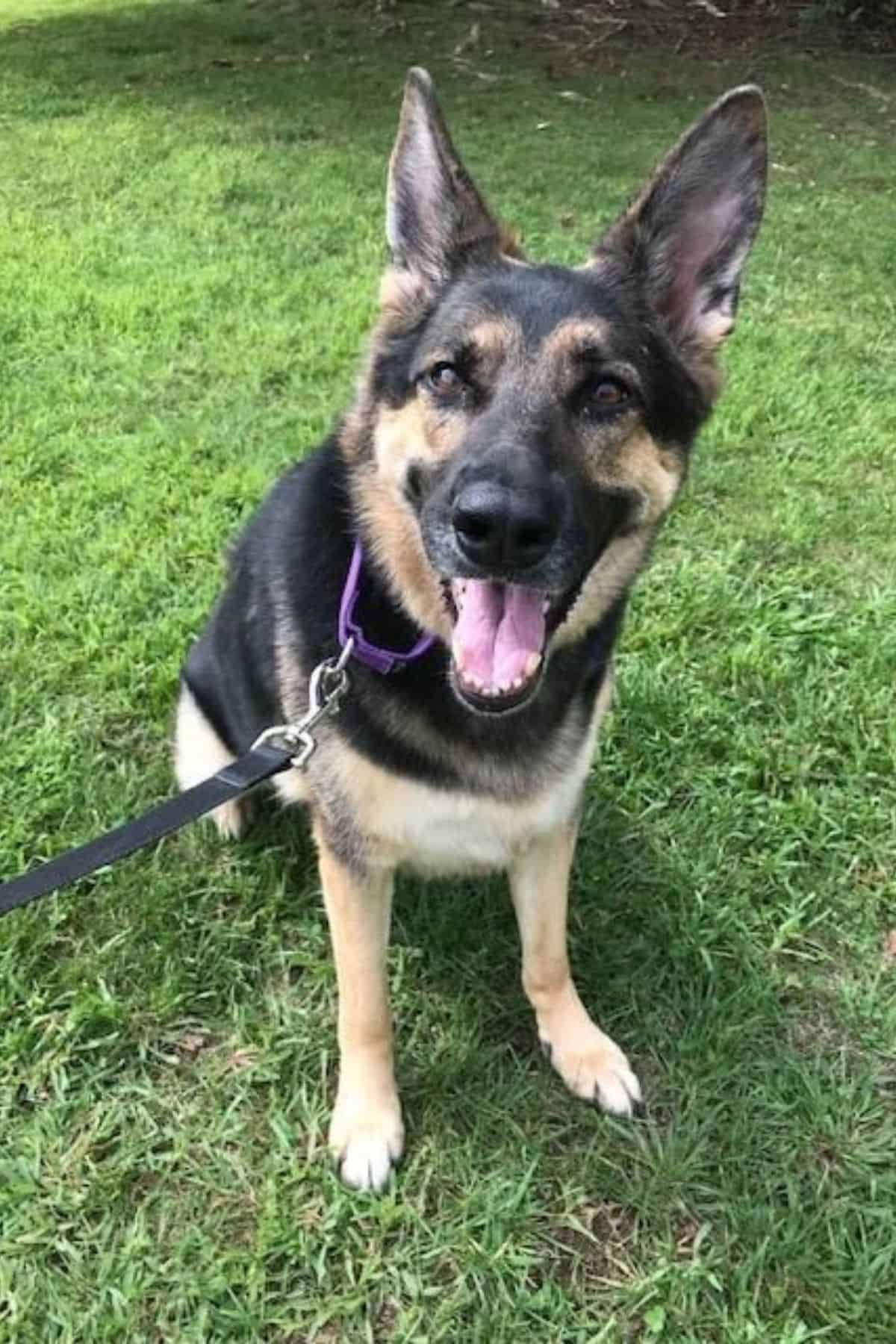 Sadie rescue dog on grass