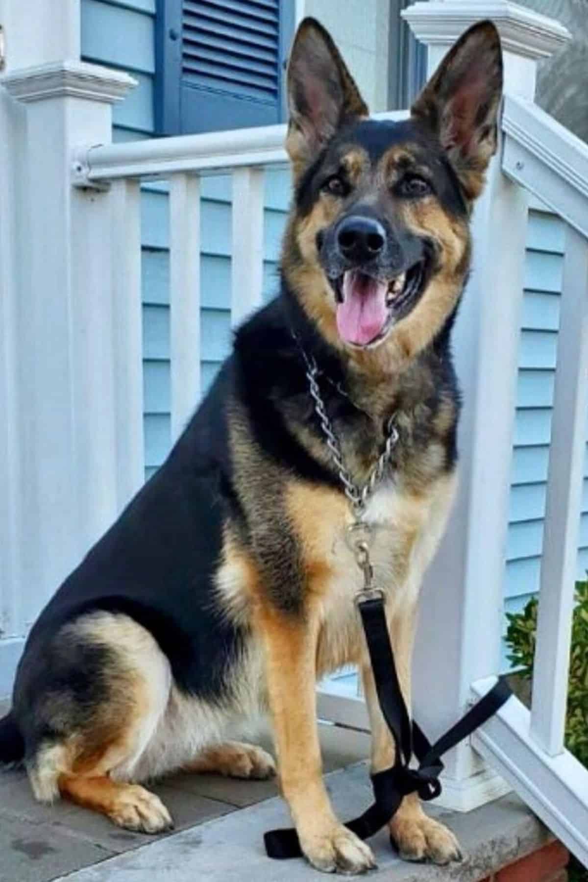 German Shepherd Sadie on porch