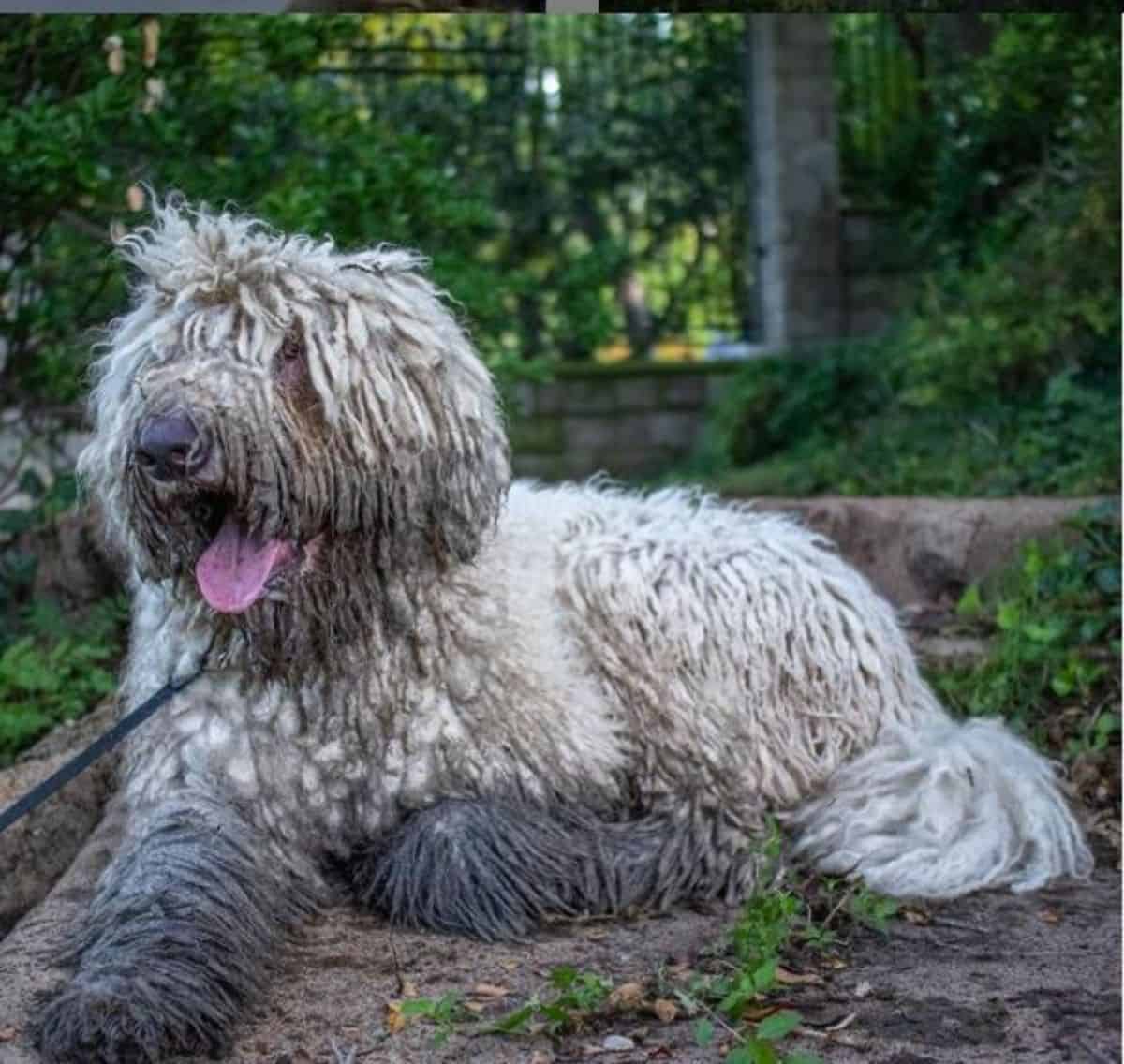dog on a dirt
