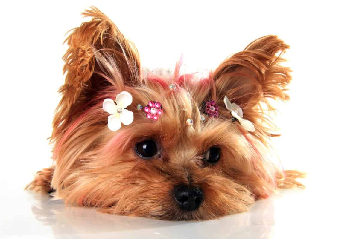 Adorable Yorkie face.