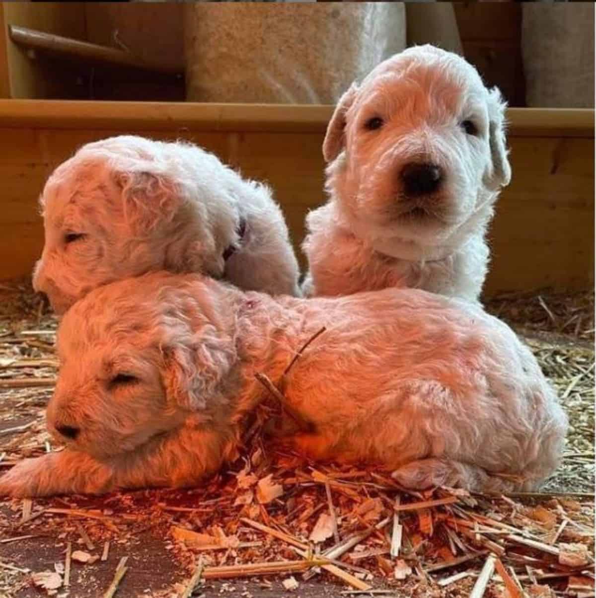 puppy komondor with fluffy fur