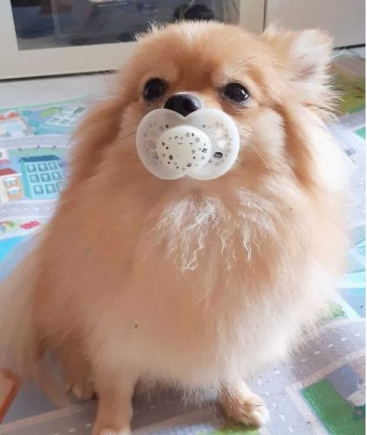 *pom with pacifier