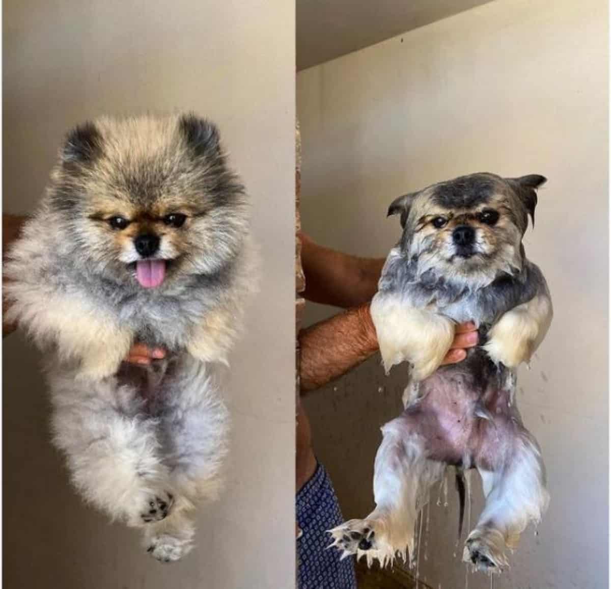 *funny before and after bath of pomeranian