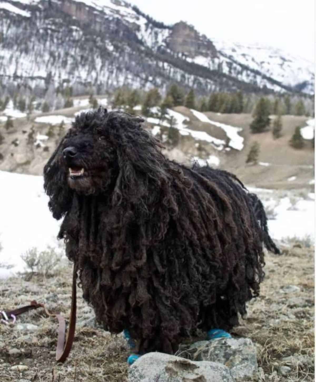 black komondor in snow
