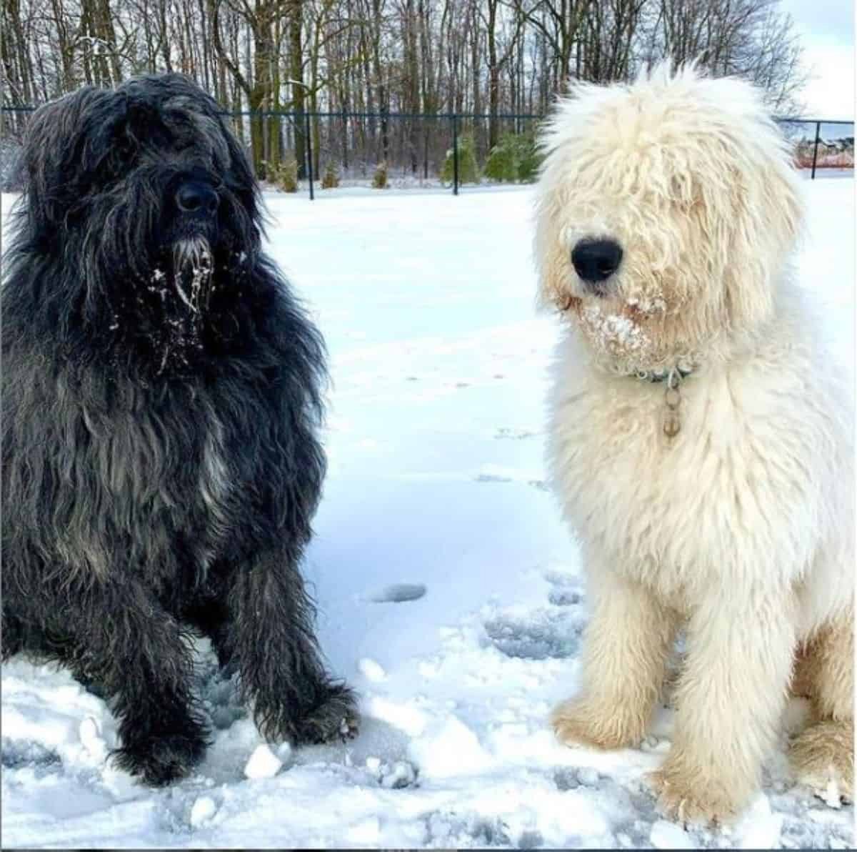 black and white little komondorok