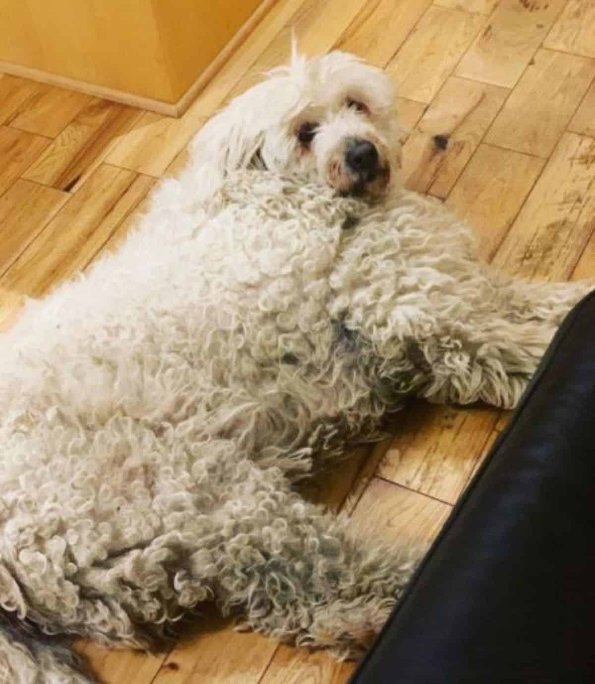 laying on the floor komondor