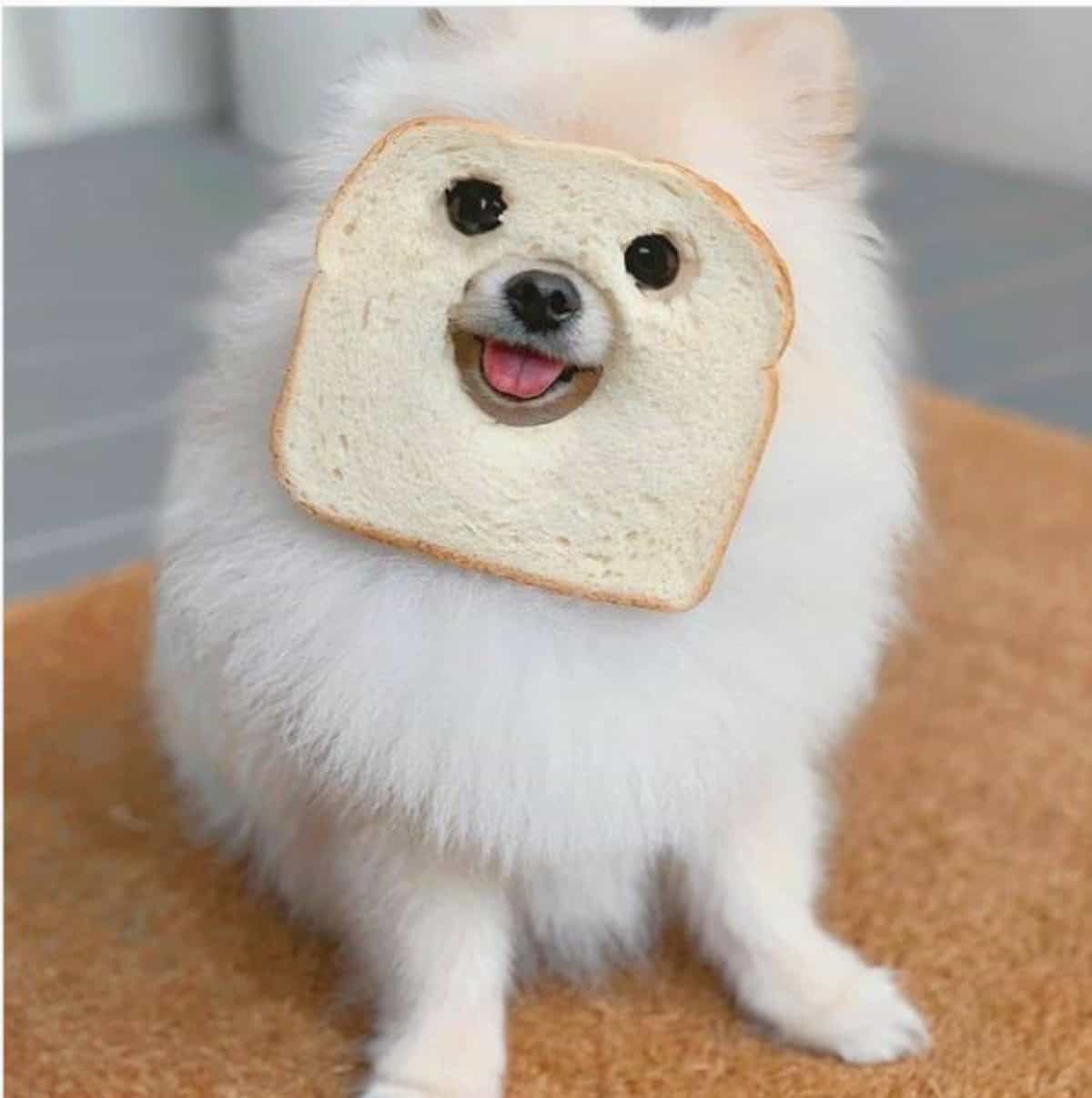 *bread in pomeraniance face 