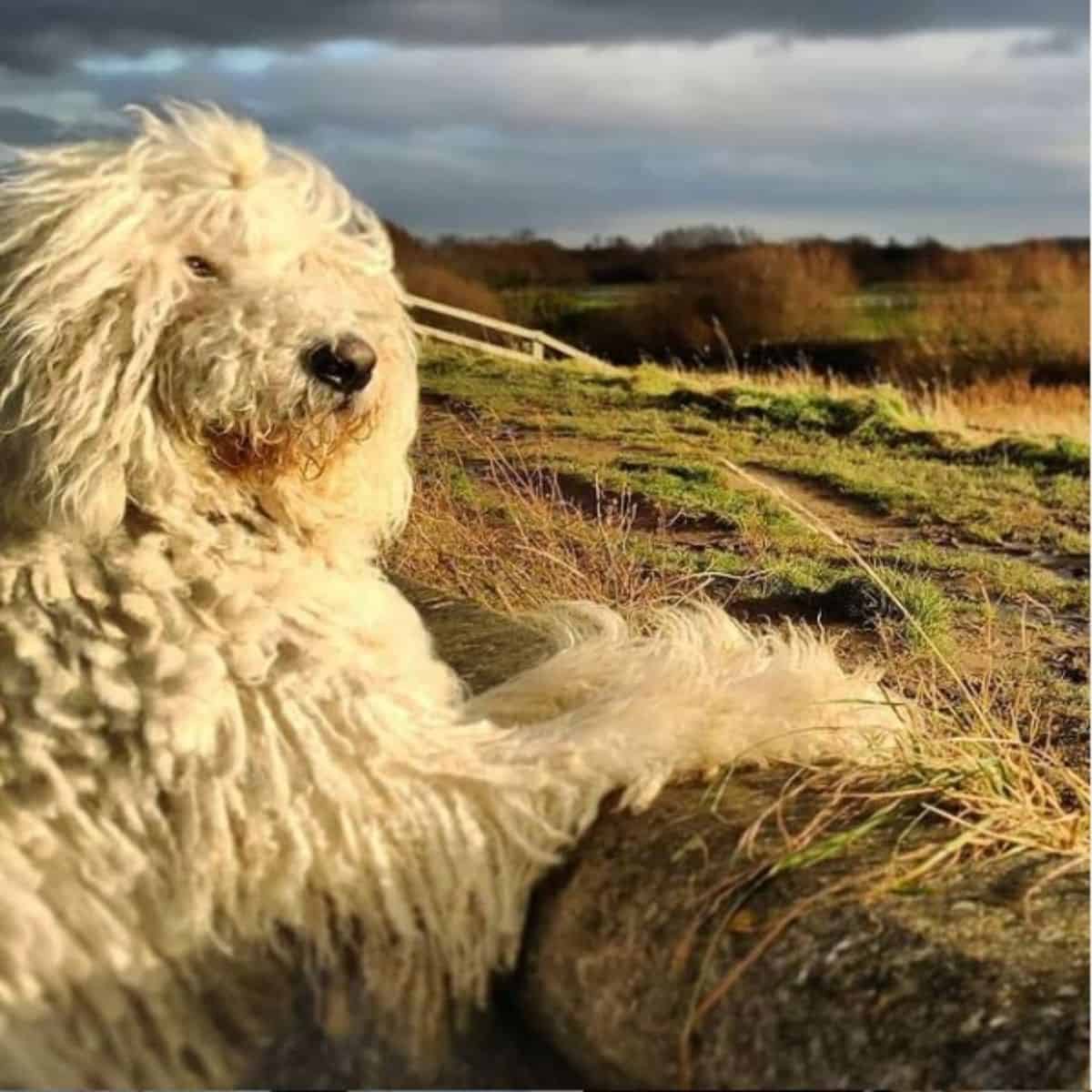 komondor enjoying the view