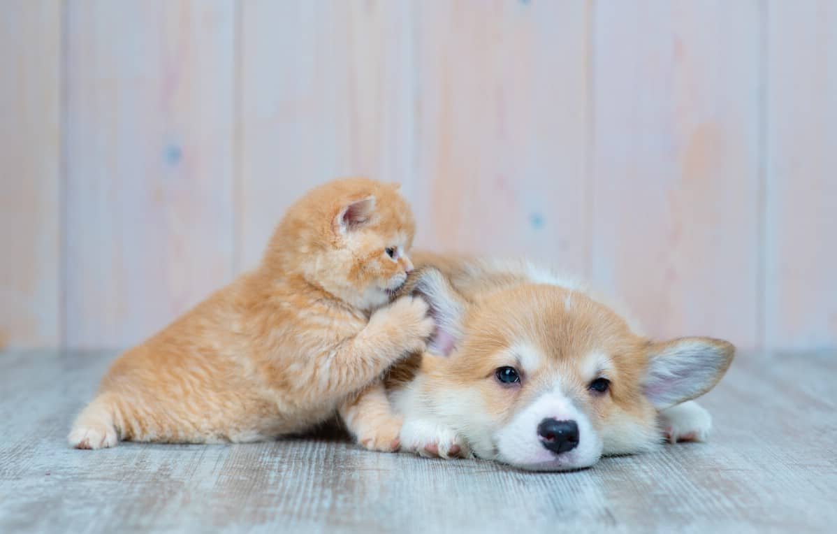 Corgi with cat