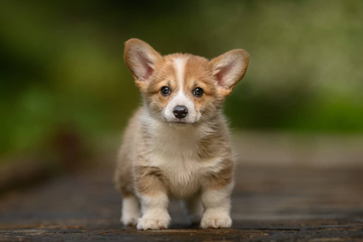 Corgi standing alone