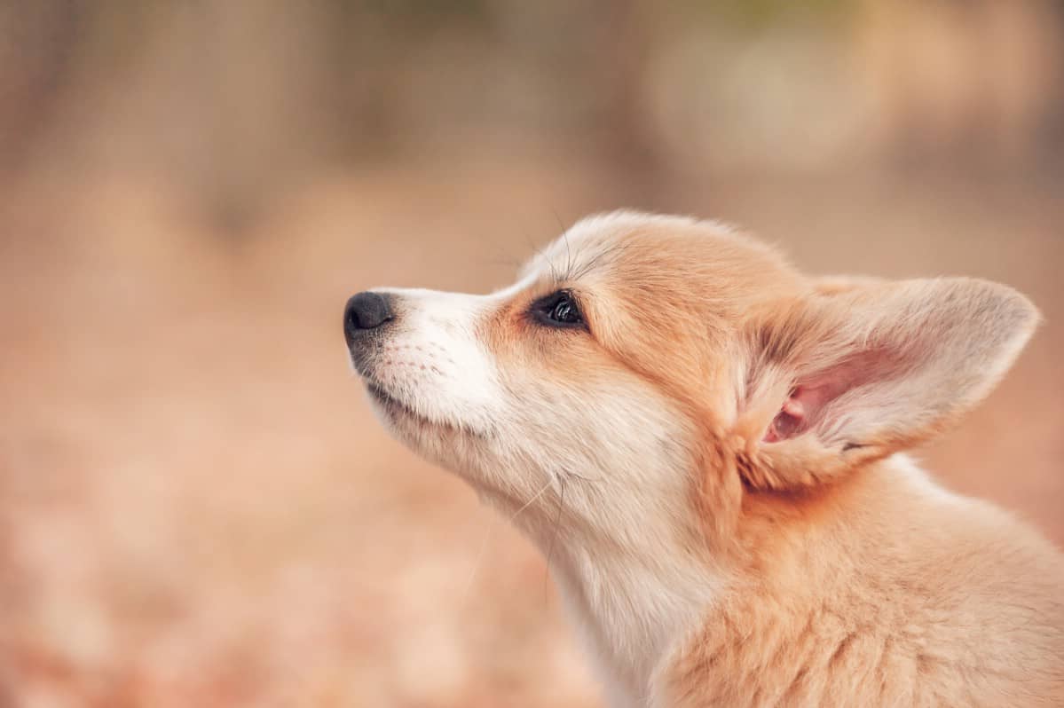 Corgi looking into the distance