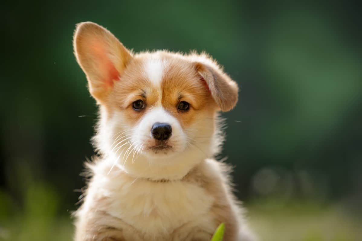 Corgi with floppy ear