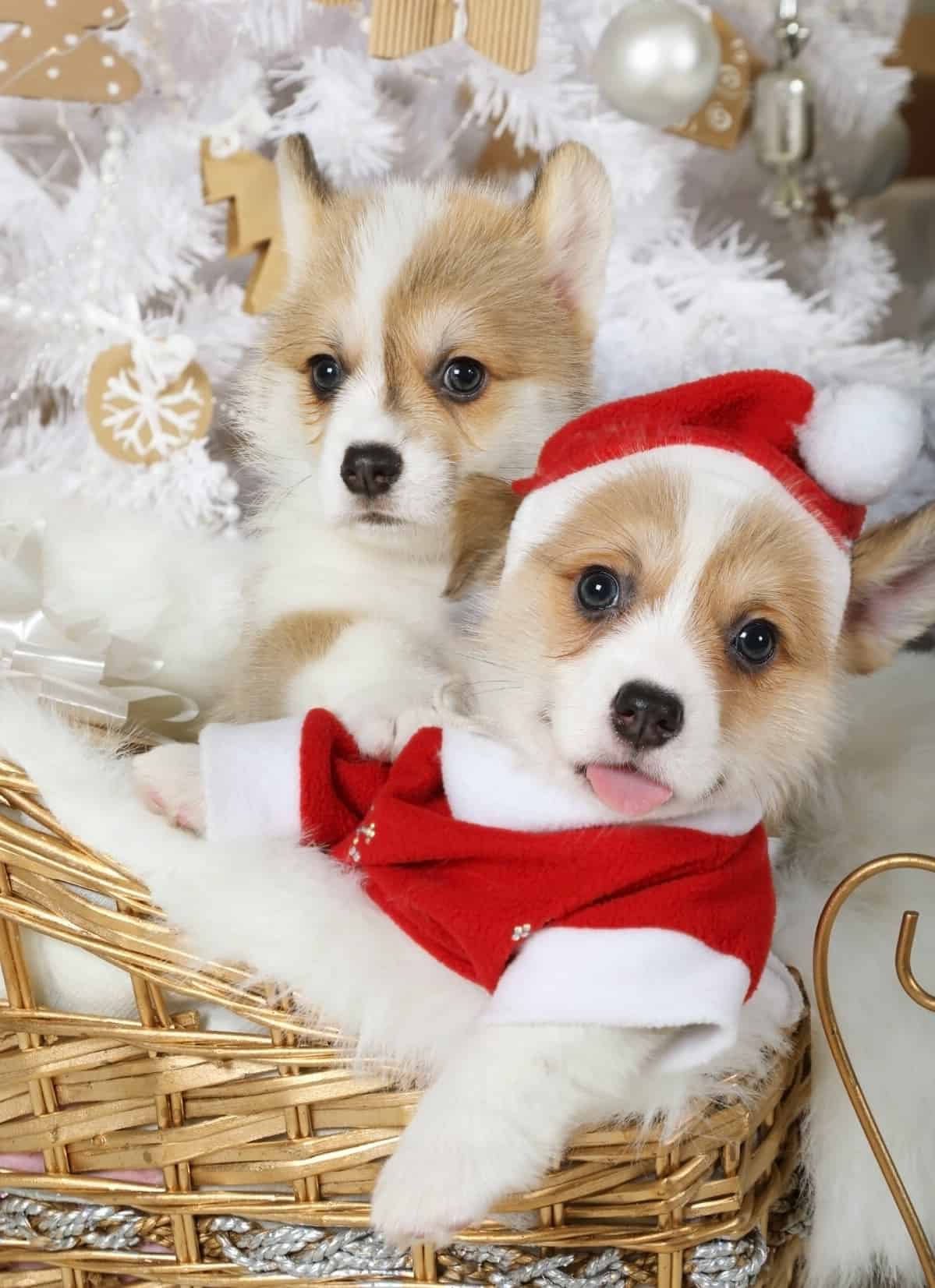 Christmas Corgi's 