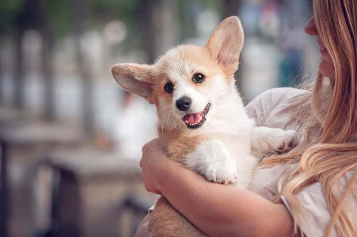 Woman holding Corgi