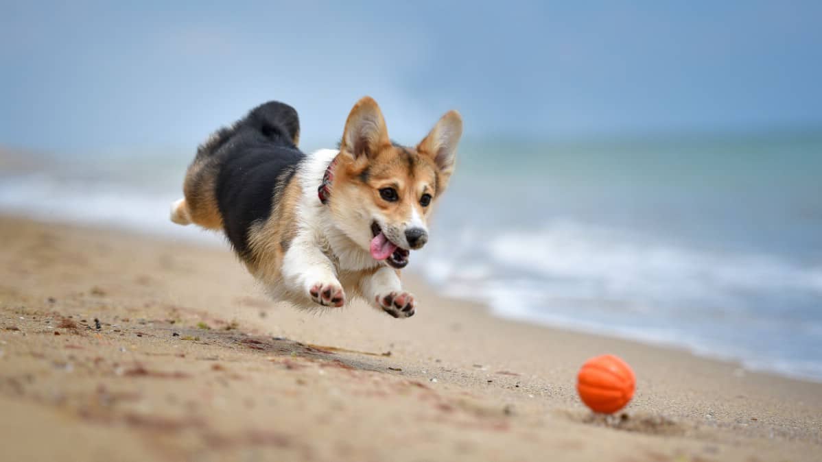 Corgi on beach