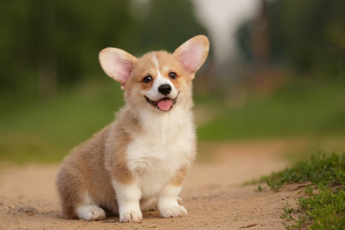 Corgi posing for camera