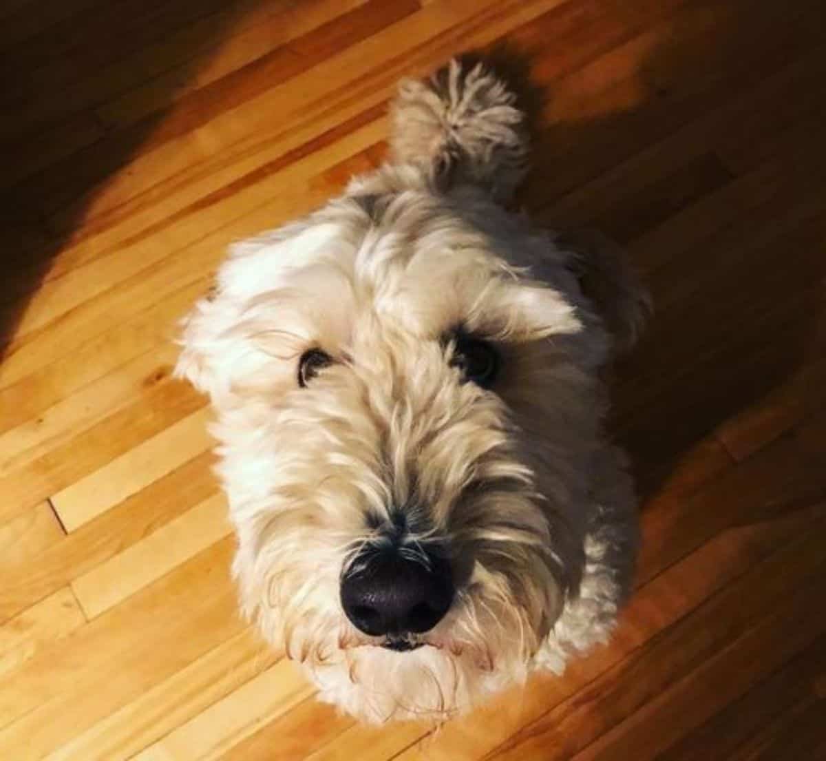 komondor being cute in the camera