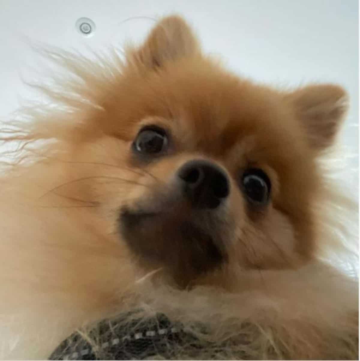 *pom caught in front camera