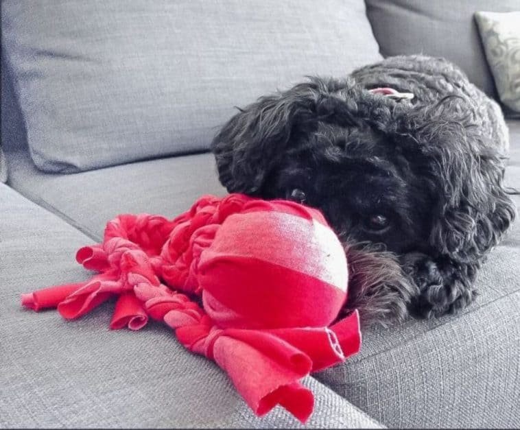 50 DIY Dog Toys You Can Do In No Time {With Tutorials} The Paws