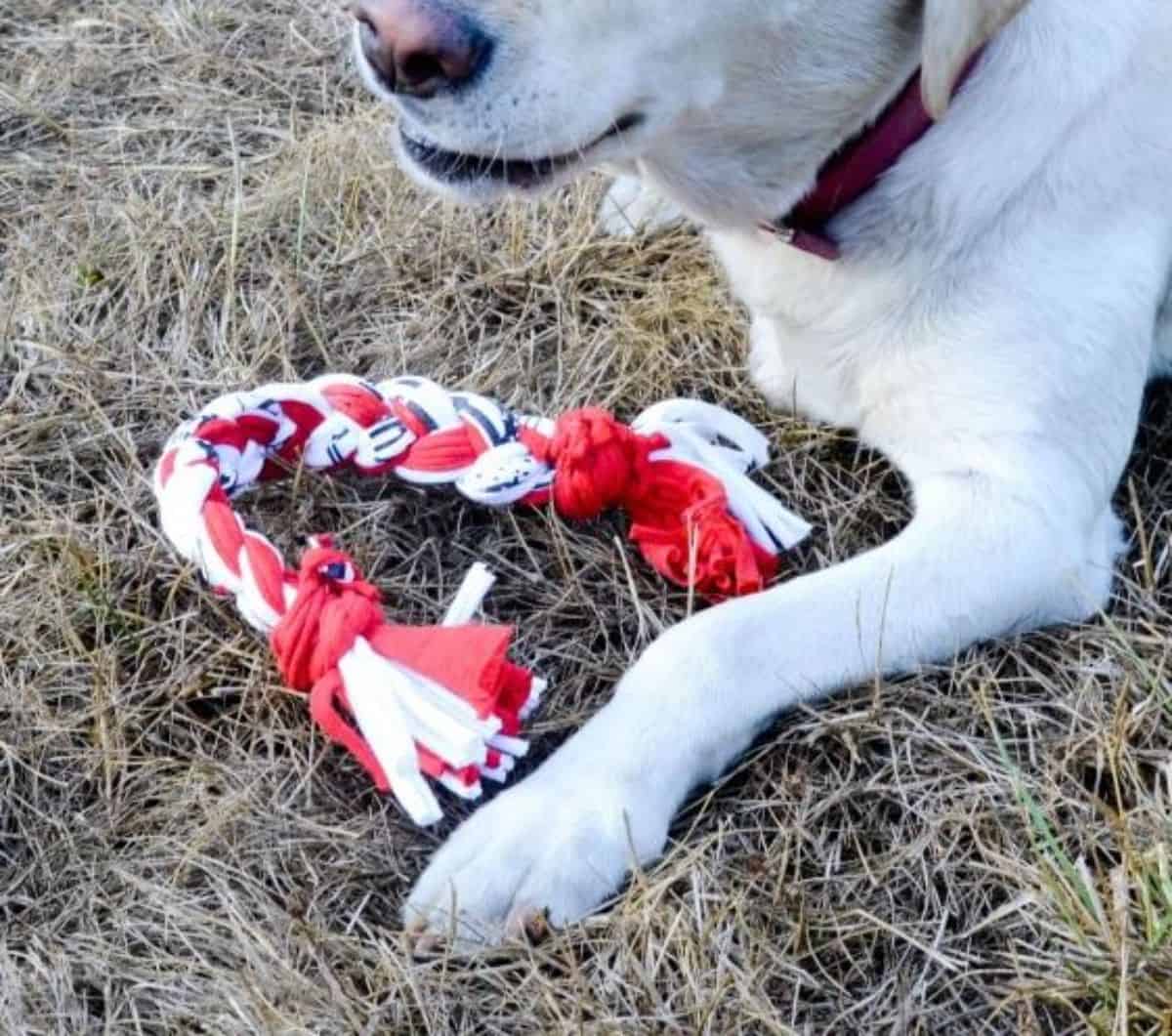 braided tshirt dog tug toy 